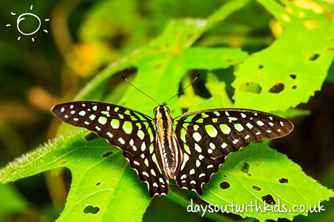 Butterfly on #daysoutwithkids