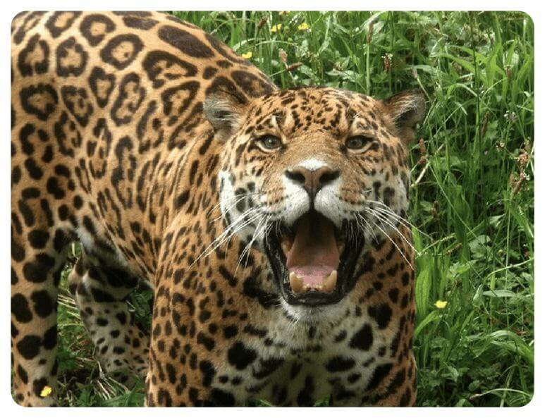jaguar #daysoutwithkids