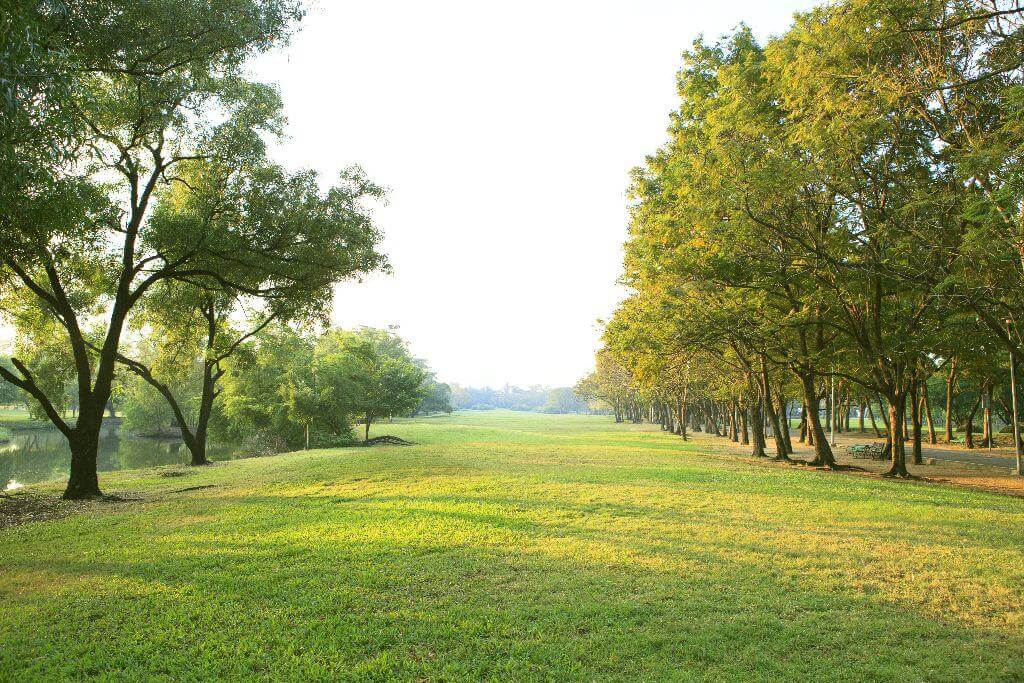 Morning Light In Public Park With Tree Plant Green Grass Field U