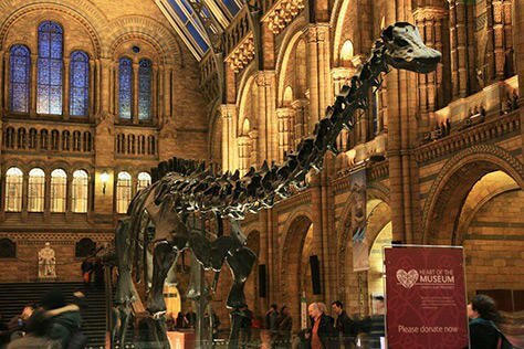 Image of a dinosaur's bones in the history museum.