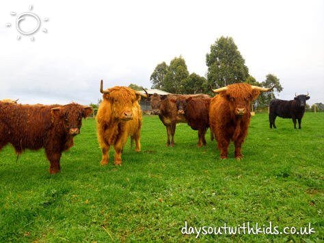 Highland Cow on #daysoutwithkids