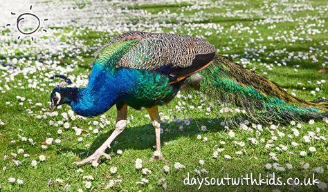 Peacock on #Daysoutwithkids