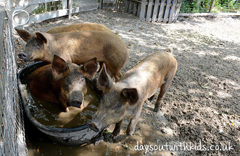 Pigs in urban farm on #Daysoutwithkids