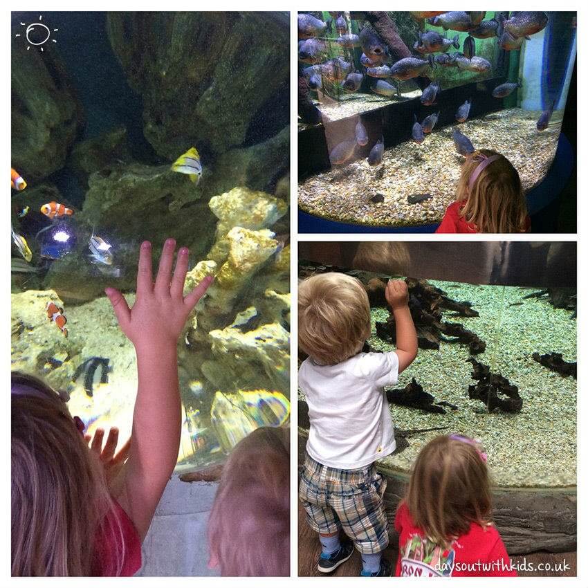 days out with kids oceanarium1