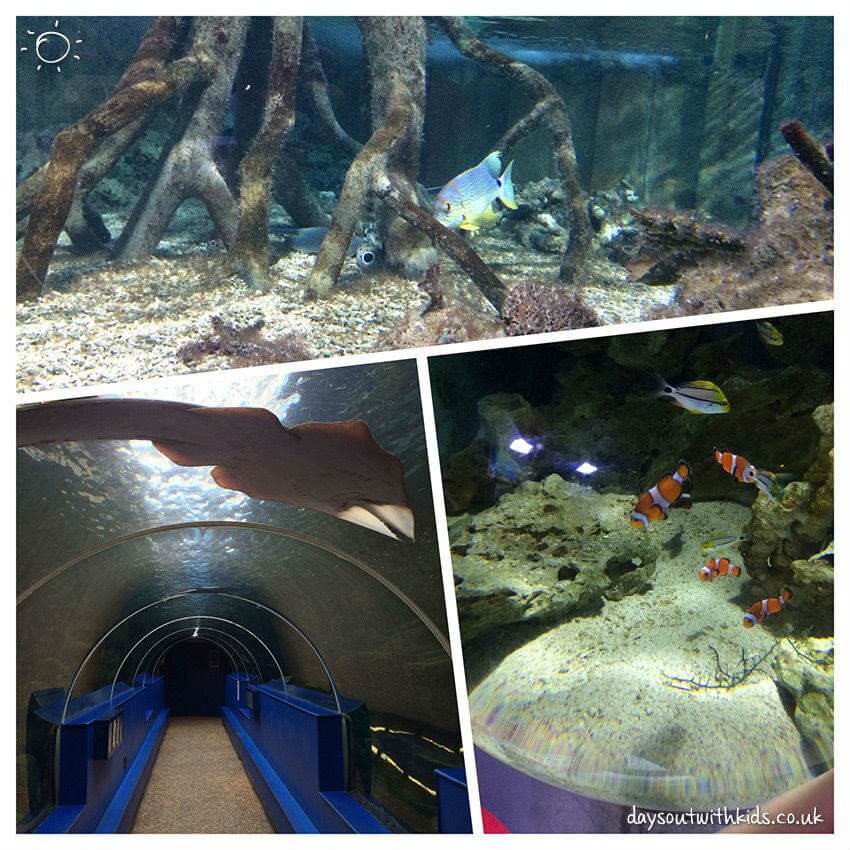 days out with kids oceanarium2[1]