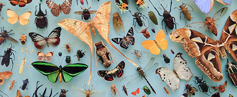 Oxford-University-Museum-of-Natural-History on #Daysoutwithkids