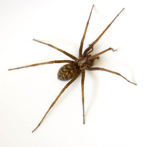 Indoor Spider Hunt - Picniq Blog