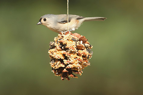 bigstock-bird-on-a-suet-feeder-74019721