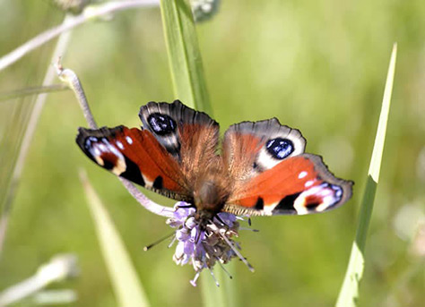 Attenborough-Nature-Centre on #Daysoutwithkids