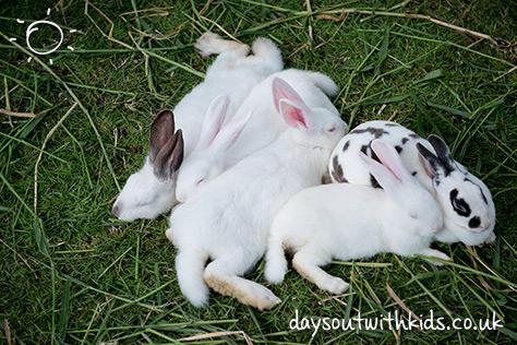 Brent Lodge Animal Park on #Daysoutwithkids