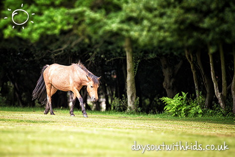 New Forest on #Daysoutwithkids