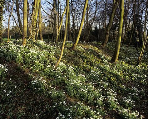 Anglesey-Abbey-snowdrops--®National-Trust-ImagesNick-Meers