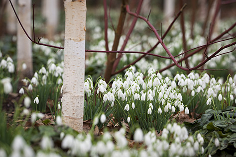 Snowdrops Carpet the Early Spring Garden — Enchanted Gardens