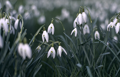 Snowdrops-in-Nymans-garden-NTPL117555