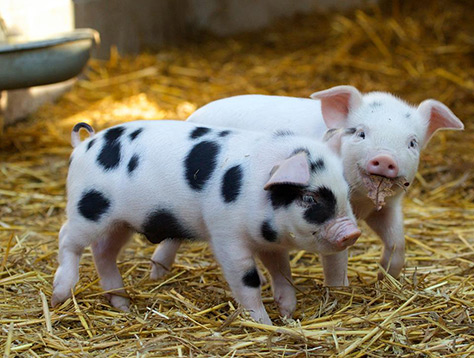 St-Werburghs-City-Farm on #Daysoutwithkids