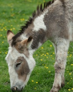 Tannaghmore-Animal-Farm on #Daysoutwithkids