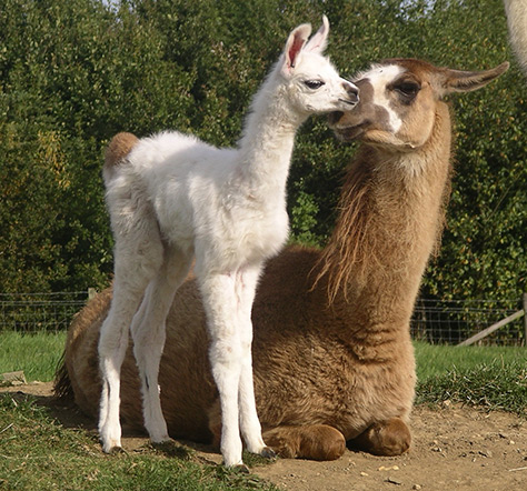 Catanger Llama Trekking on #Daysoutwithkids