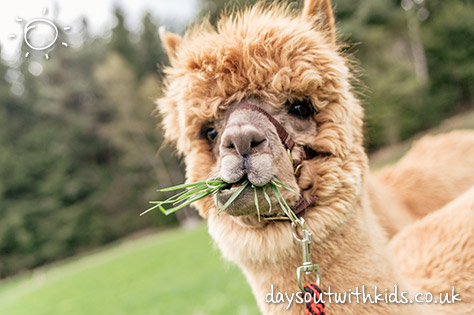 Farm on #Daysoutwithkids