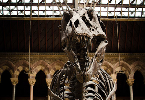 Oxford University Museum of Natural History on #daysoutwithkids