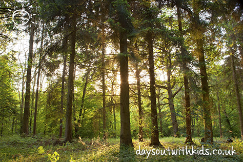 Forest on #daysoutwithkids