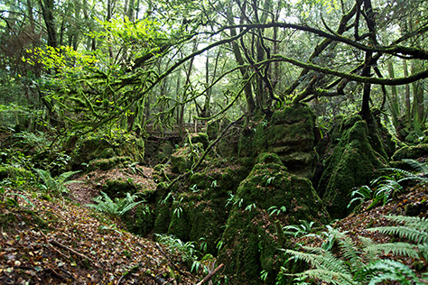 Puzzlewood on #Daysoutwithkids