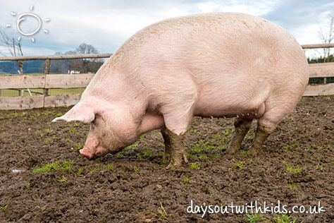 Tolcross City Farm on #Daysoutwithkids