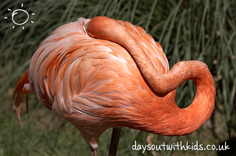 Flamingo on #Daysoutwithkids
