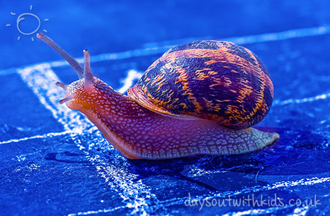 bigstock-Snail-Crosses-The-Finish-Line--60787226