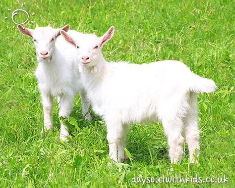 Goats on #Daysoutwithkids