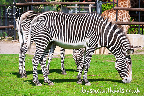 Zebra on #Daysoutwithkids