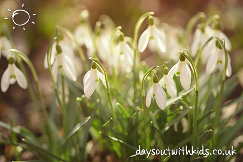 bigstock-tender-spring-snowdrops-in-ear-85730486