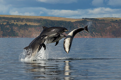 Scottish Dolphin Centreon #Daysoutwithkids