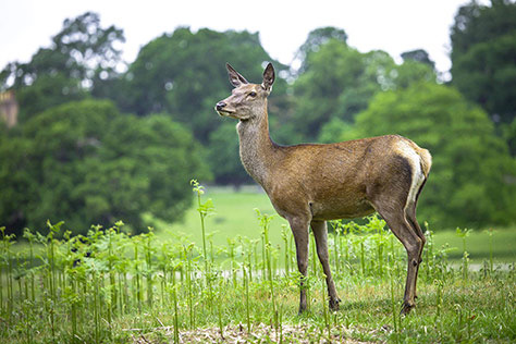 Richmond-Park on #Daysoutwithkids