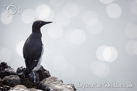 RSPB South Stack Cliffs on #Daysoutwithkids