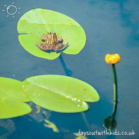 Hawthorns Urban Wildlife Centre on #Daysoutwithkids