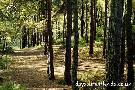 bigstock-autumn-colour-lickey-hills-eng-867205