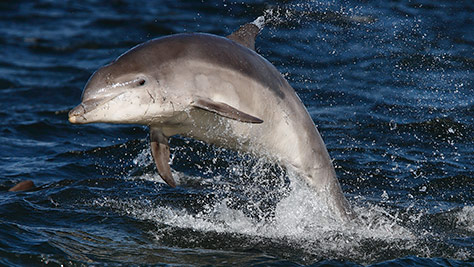 Scottish Dolphin Centre, Spey Bay, Scotland on #Daysoutwithkids
