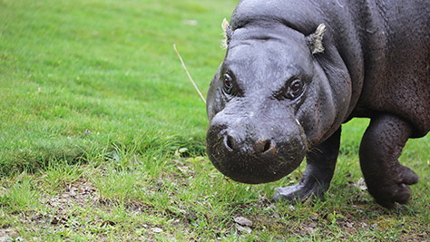 London-Zoo on #Daysoutwithkids