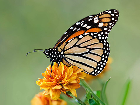 Tropical-Butterfly Park on #Daysoutwithkids