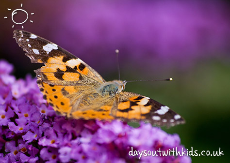 Butterflies on #Daysoutwithkids