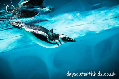 Scarborough Sea Life Sanctuary on #Daysoutwithkids