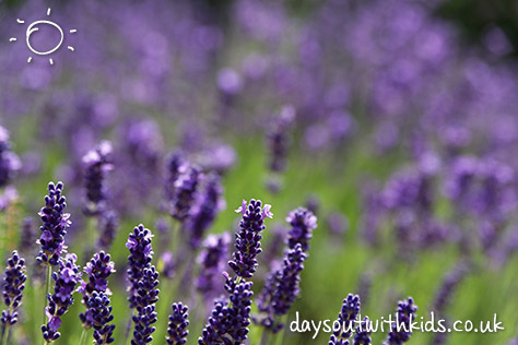 Lavender on #Daysoutwithkids
