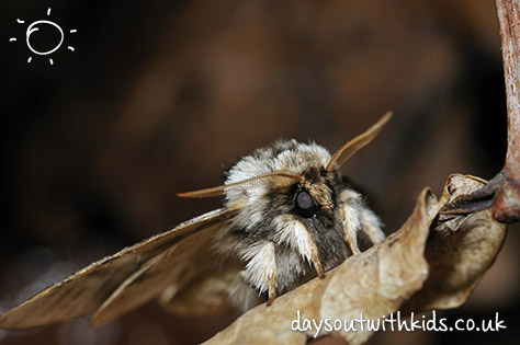 Trap some moths on #Daysoutwithkids