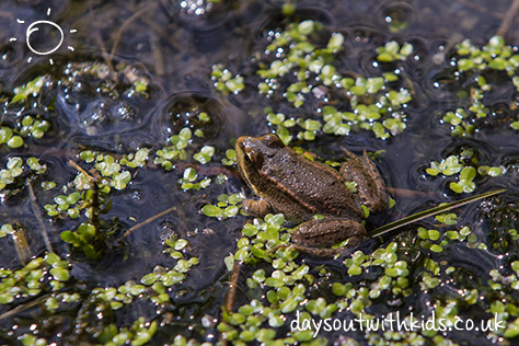 Frog on #Daysoutwithkids