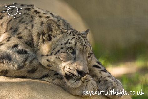 Welsh Mountain Zoo on #Daysoutwithkids