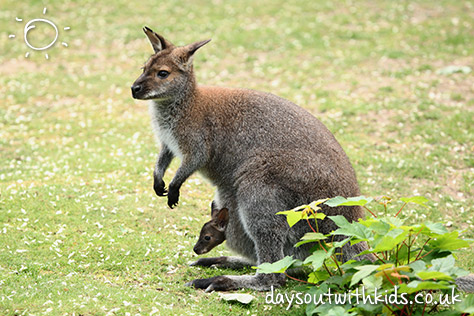 C&J’s Animal Park on #Daysoutwithkids