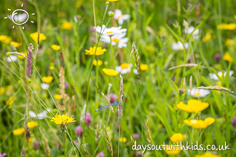 Wild flowers on #Daysoutwithkids