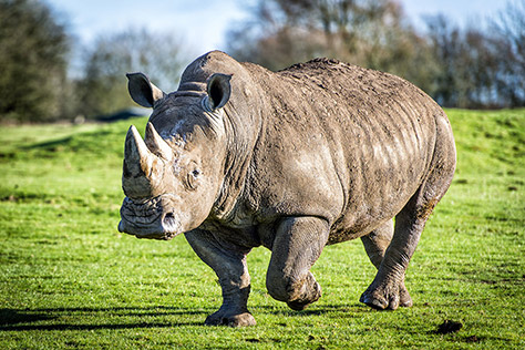 knowsley-Safari-Park on #Daysoutwithkids