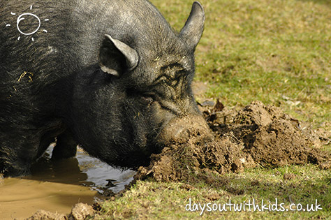 Pig on #Daysoutwithkids