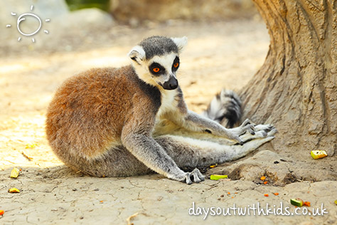 bigstock-Lemur-catta-98378675-(1)